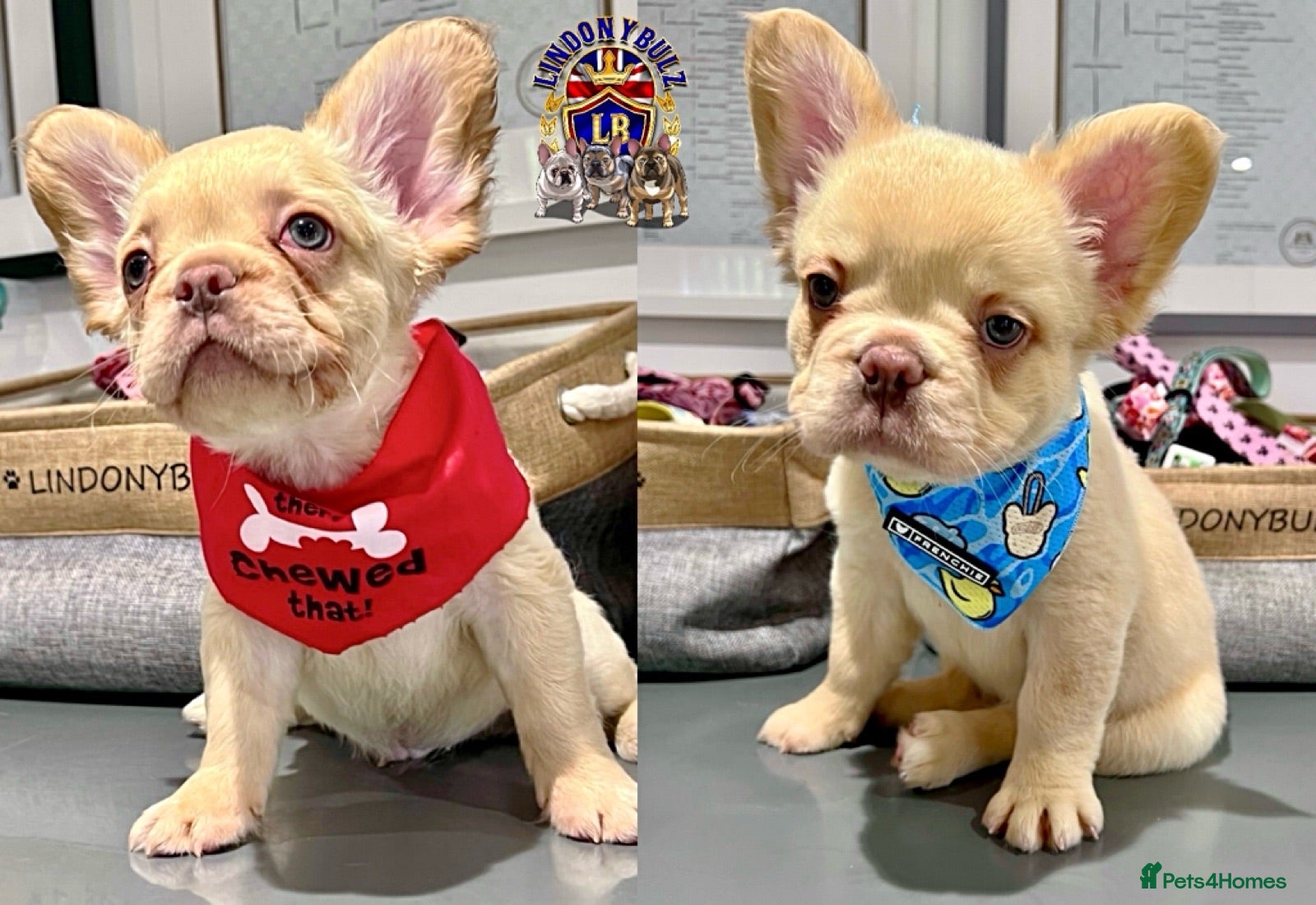 French Bulldog dogs Fully Vaccinated Fluffy French Bulldog Puppies - Advert 1