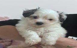 Bichon Frise dogs for sale: Adorable Puppies Ready for Their Forever Homes  - Image 18