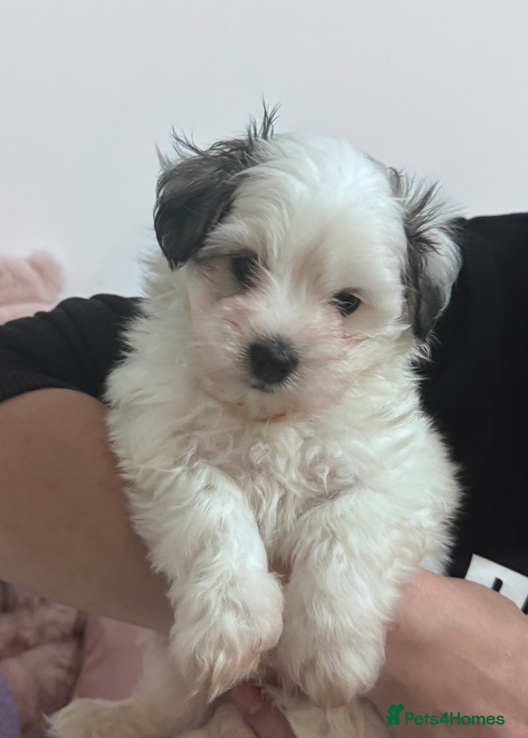 Bichon Frise dogs for sale: Adorable Puppies Ready for Their Forever Homes  - Image 18