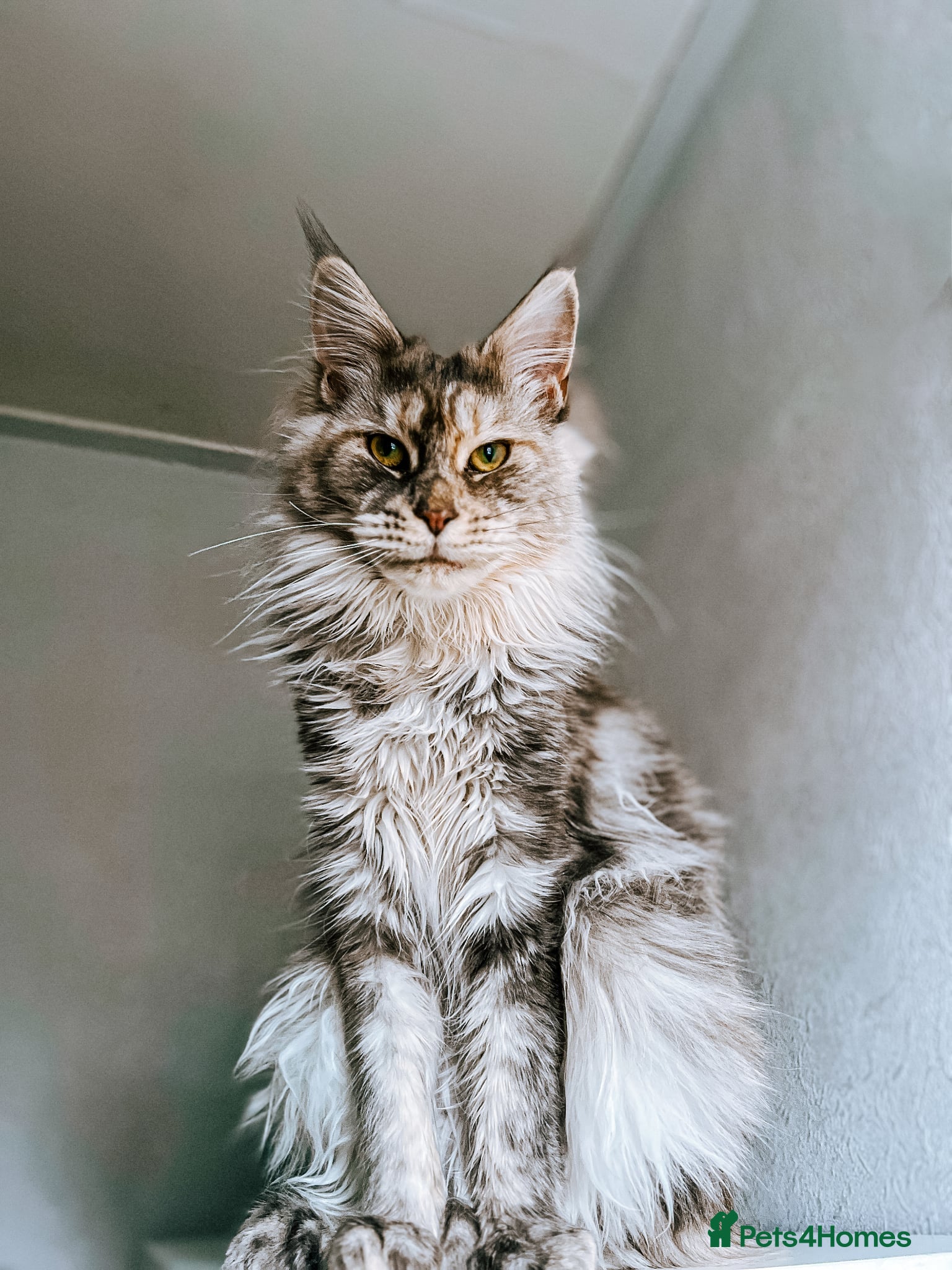 Maine Coon cats Tortie maine coon female TICA registered available - Advert 5