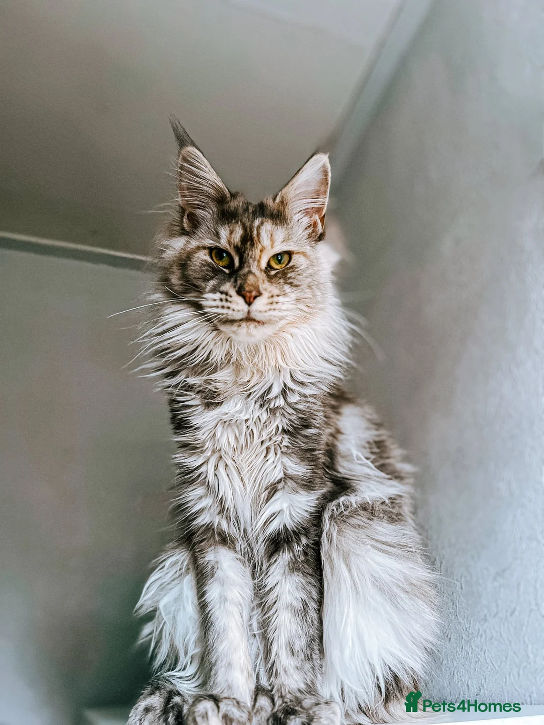 Maine Coon cats for sale: Tortie maine coon female TICA registered available - Advert 1