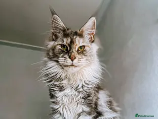 Maine Coon cats Tortie maine coon female TICA registered available - Advert 13