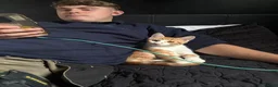Domestic Shorthair cats for sale: 1x ginger male  - Advert 6