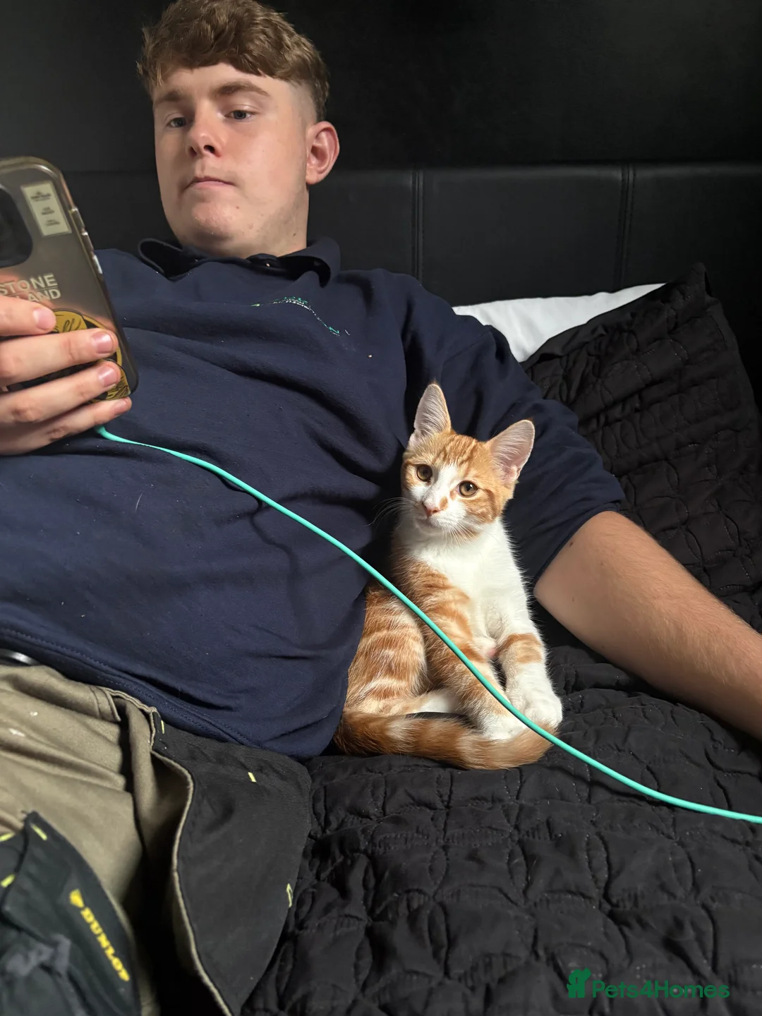Domestic Shorthair cats for sale: 1x ginger male  - Advert 6