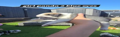Pug Puppy 5