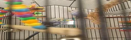 Budgerigars birds for sale: Budgies - Advert 6