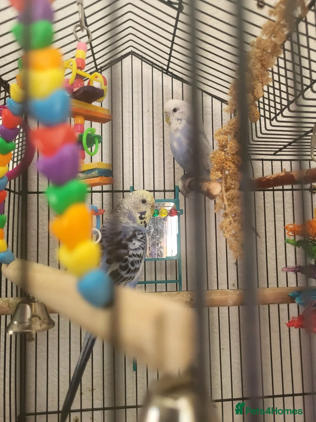 Budgerigars birds for sale: Budgies - Advert 6