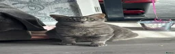 Russian Blue cats for sale: Mixed Russian Blue Kittens - Advert 2