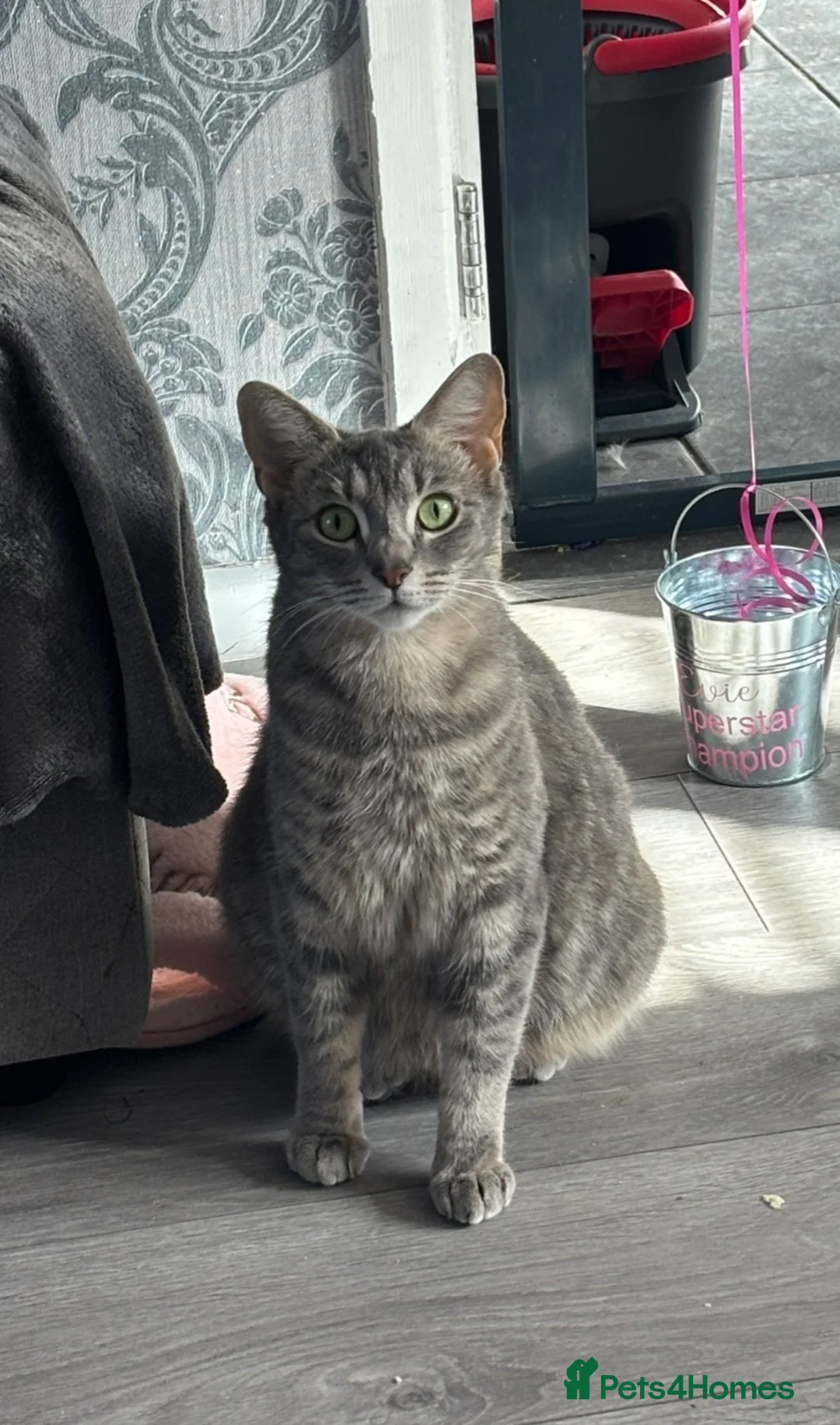 Russian Blue cats for sale: Mixed Russian Blue Kittens - Advert 2