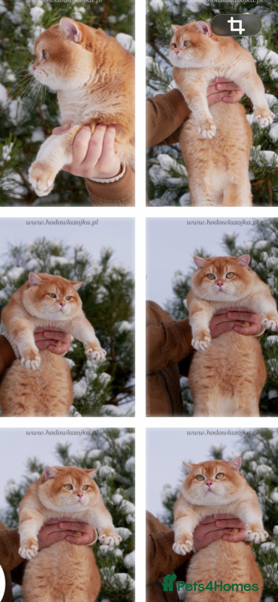 British Shorthair cats Cinnamon/Golden OY12  Active Boy For Sale - Advert 1