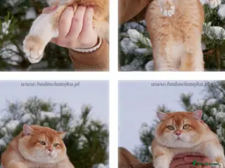 British Shorthair cats Cinnamon/Golden OY12 Active Boy For Sale - Advert 1