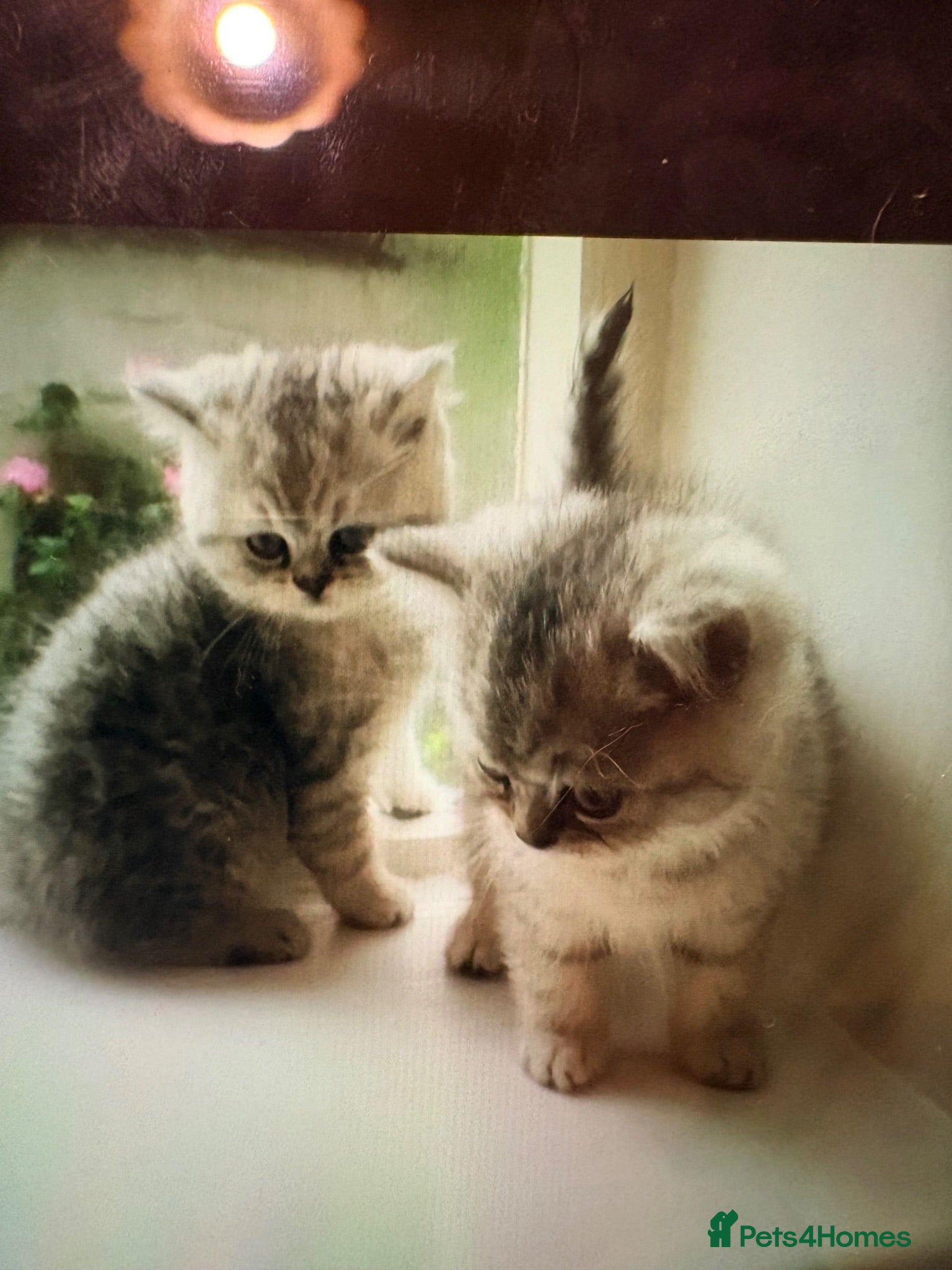 Exotic cats Exotic kittens Reduced  - Advert 2