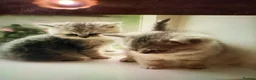 Exotic cats for sale: Exotic kittens Reduced  - Advert 2