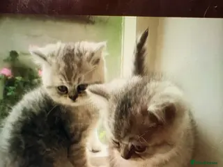 Exotic cats Exotic kittens Reduced - Advert 2