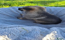 German Shepherd dogs for sale: German Shepherd poppers - Image 10