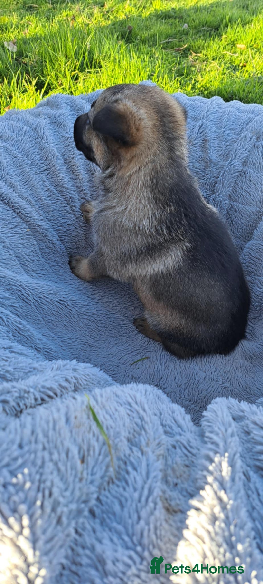 German Shepherd dogs for sale: German Shepherd poppers - Image 10