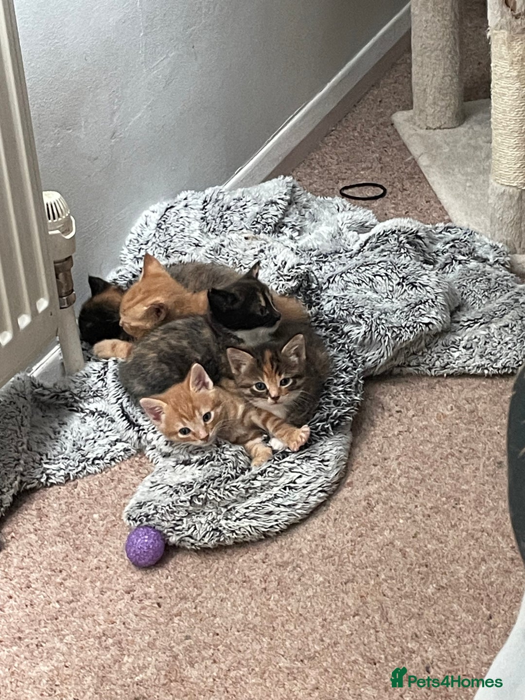 Domestic Shorthair cats for sale: 2 Ginger males 2 calico female 1 tabby female - Image 10