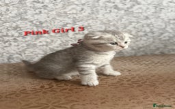 Scottish Fold cats for sale: Adorable Scottish fold silver kittens  - Image 7