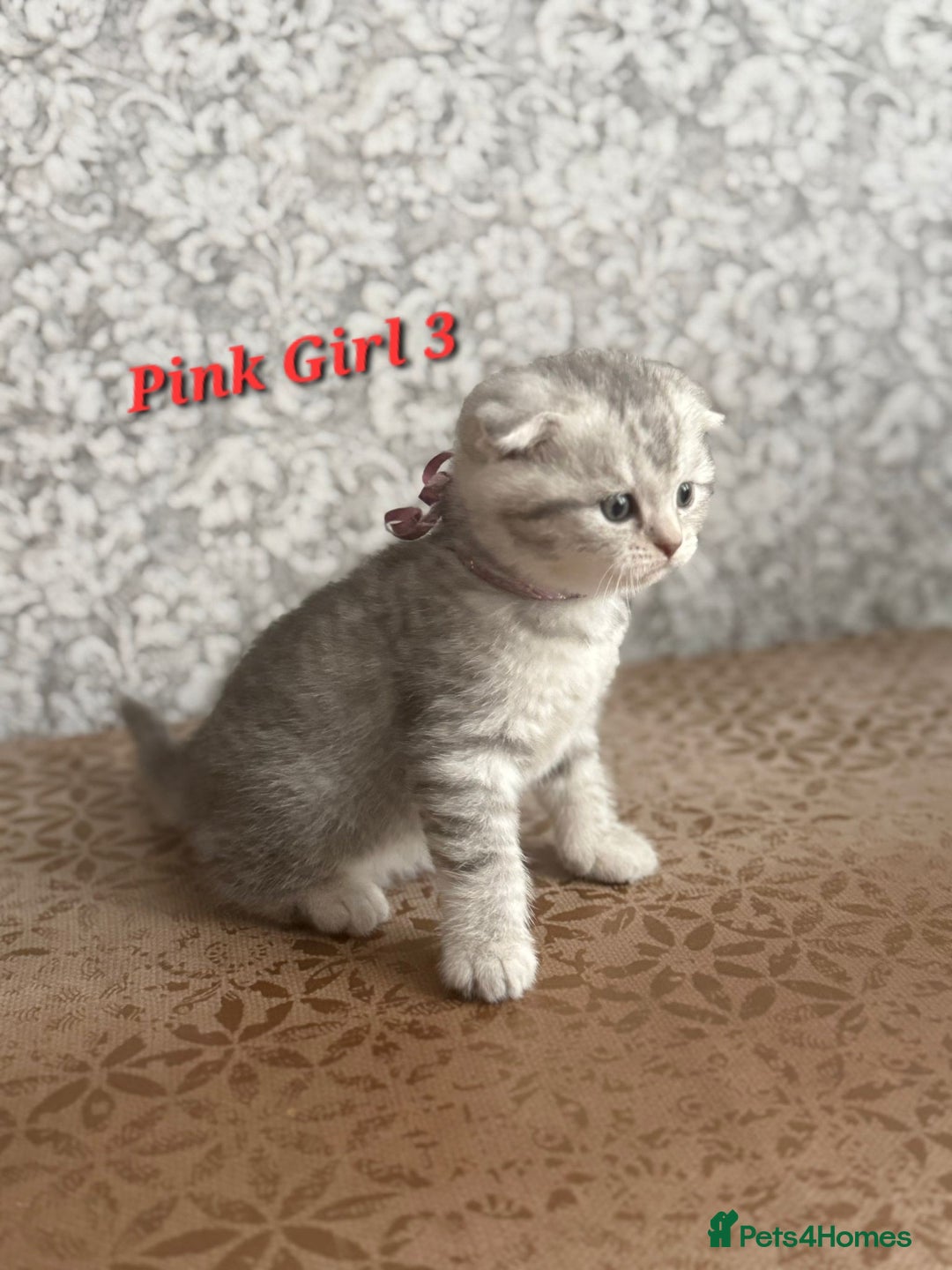 Scottish Fold cats for sale: Adorable Scottish fold silver kittens  - Image 7