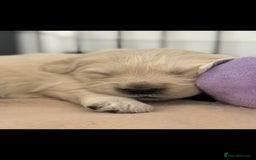 Golden Retriever dogs for sale: Stunning golden retriever babies - Image 34
