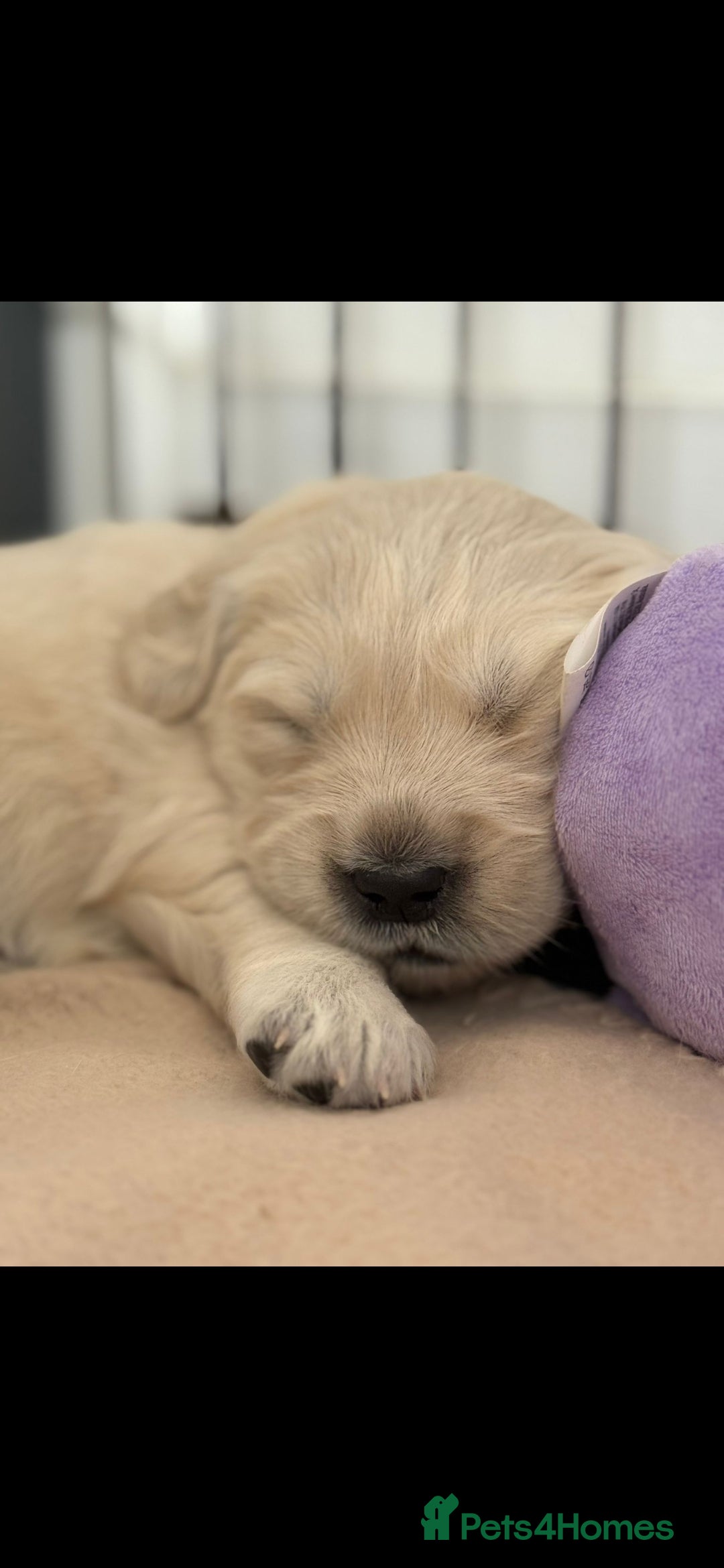 Golden Retriever dogs for sale: Stunning golden retriever babies - Image 34