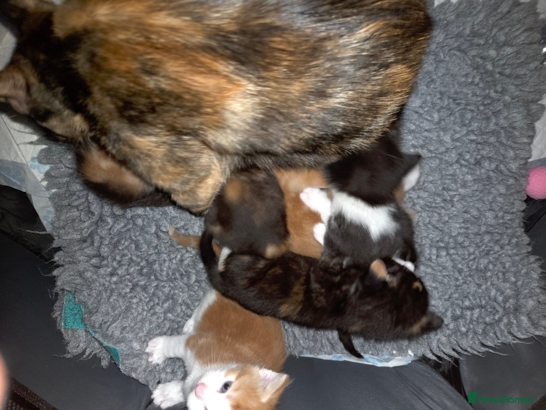 Mixed Breed cats for sale: Stunning kittens available Leicestershire  - Image 13