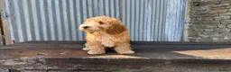 Cockapoo dogs for sale: Full Health tested Amazing obedience champion  - Advert 20