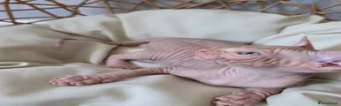Sphynx Kitten 2