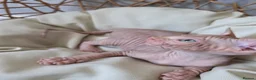 Sphynx cats for sale: Beautiful Canadian Sphynx Kittens Available 💎 - Advert 22