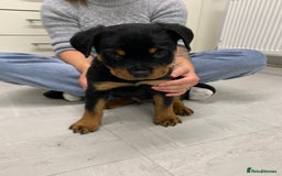 Rottweiler dogs for sale:  TWO LEFT ONLY *READY TO GO NOW* ROTTWEILER PUPS  - Advert 35