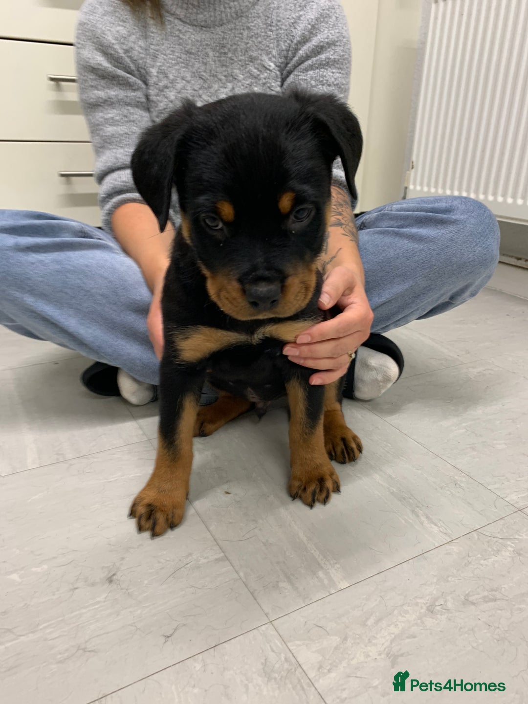 Rottweiler dogs for sale:  TWO LEFT ONLY *READY TO GO NOW* ROTTWEILER PUPS  - Advert 35