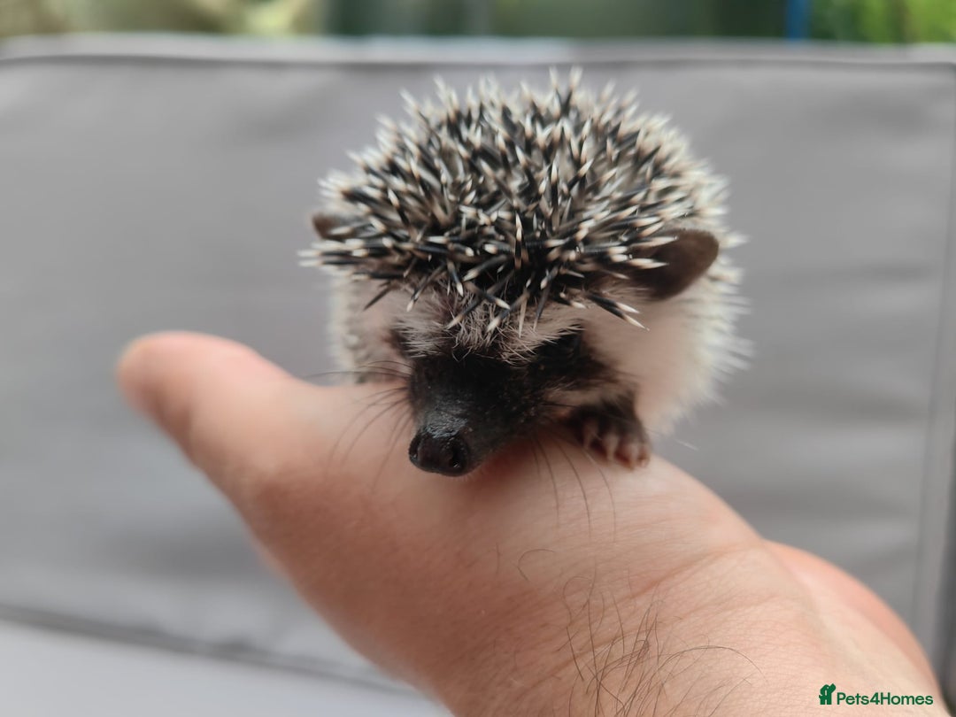 Pygmy Hedgehog rodents for sale: African pygmy hedgehogs - Image 14