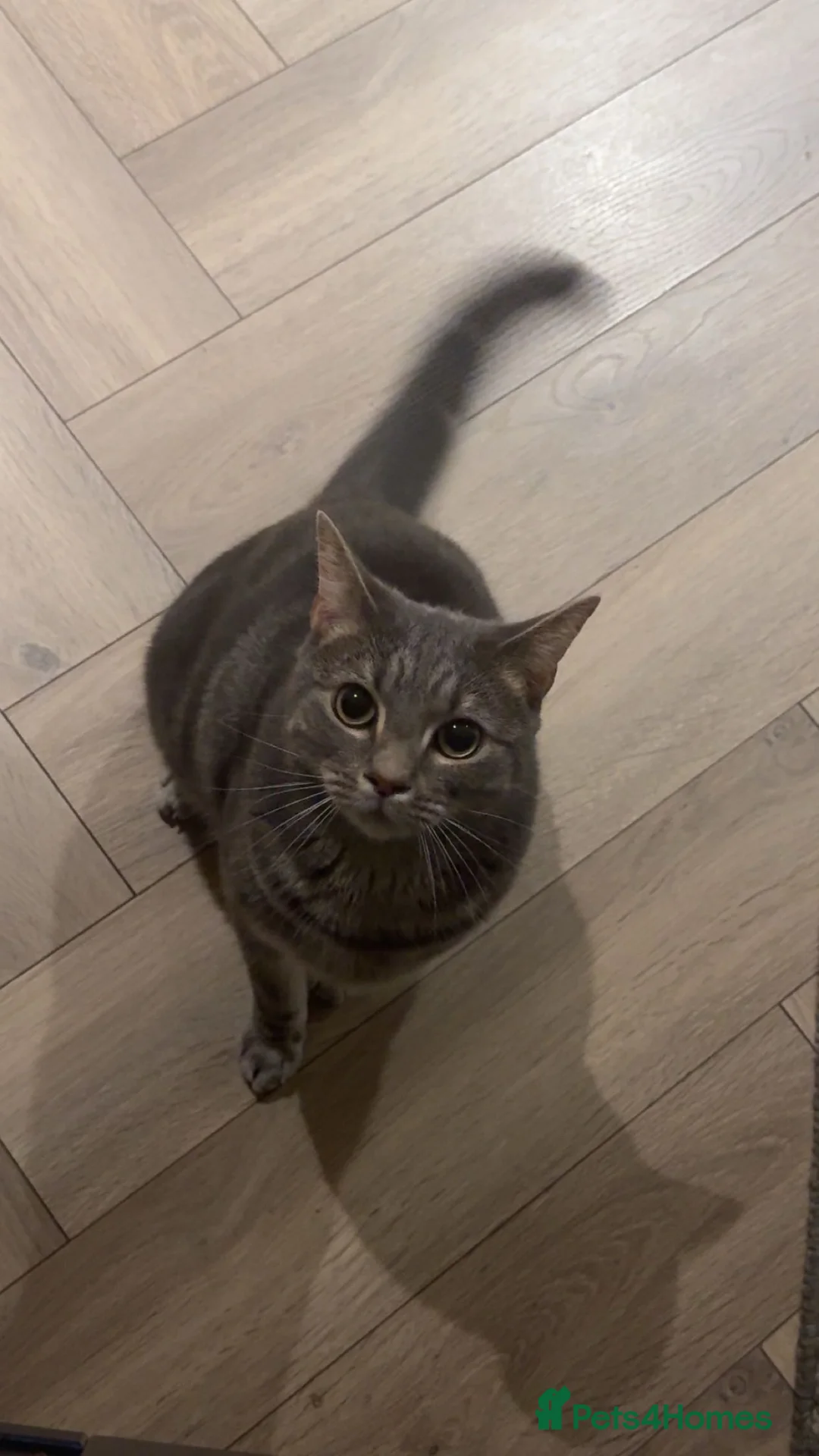 Abyssinian cats for sale: Adorable kitten  - Advert 2