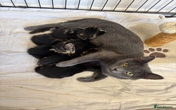 British Shorthair cats for sale: Two gorgeous female kittens for sale - Image 1