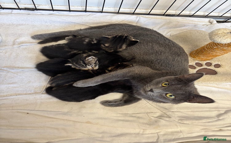 British Shorthair cats - Advert 5