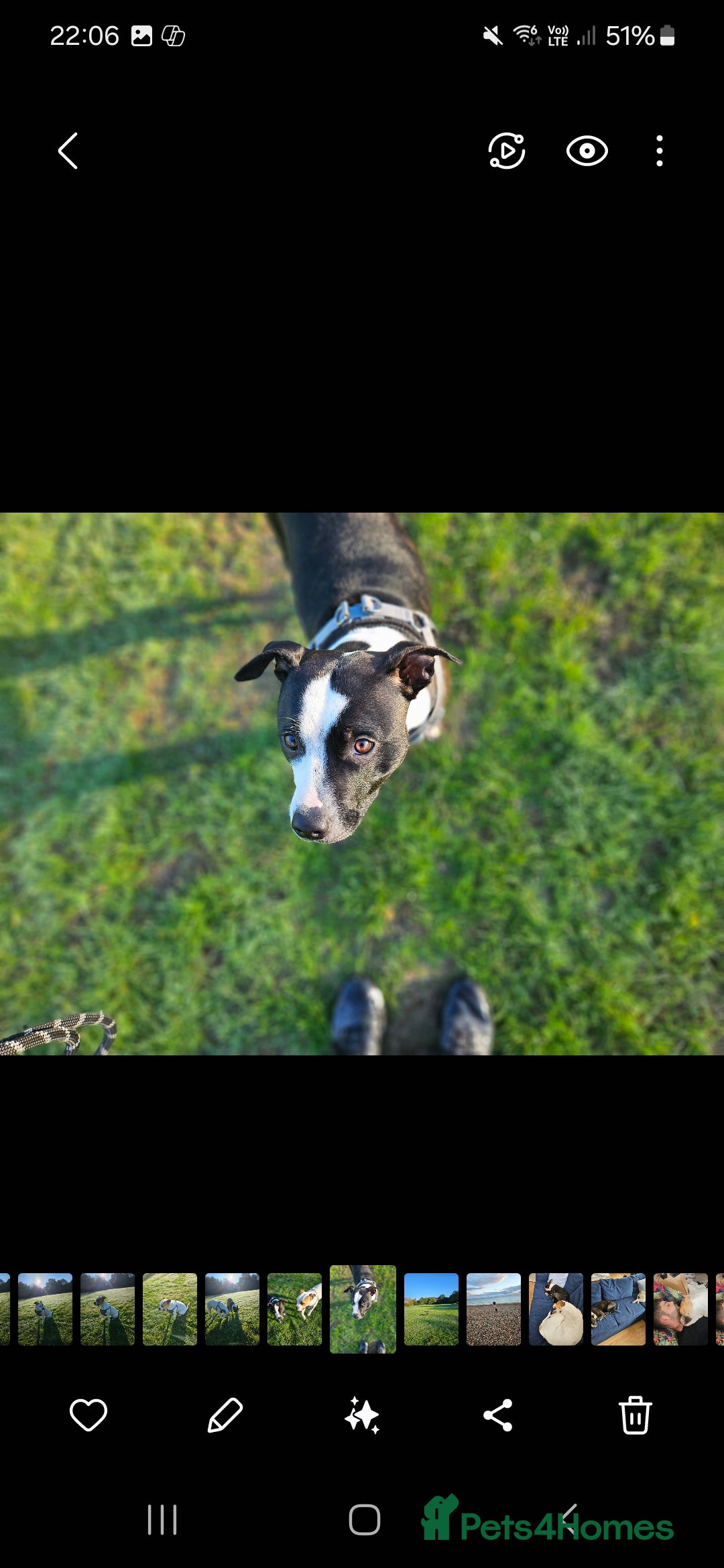 Staffordshire Bull Terrier dogs for sale:  Unique Classic Markings - Image 7