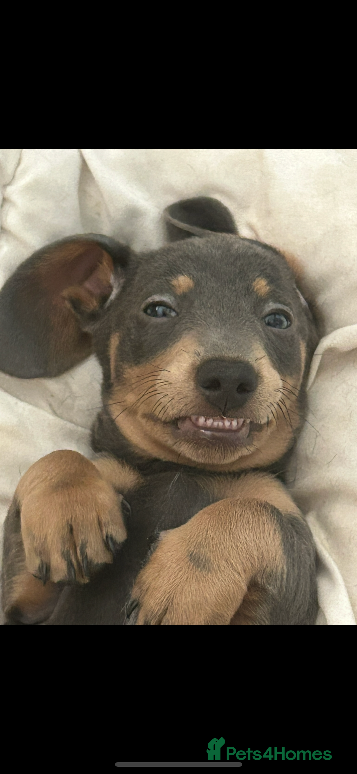 Miniature Dachshund dogs Blue and tan male miniature dachshund  - Advert 1