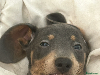 Miniature Dachshund dogs Blue and tan male miniature dachshund - Advert 14