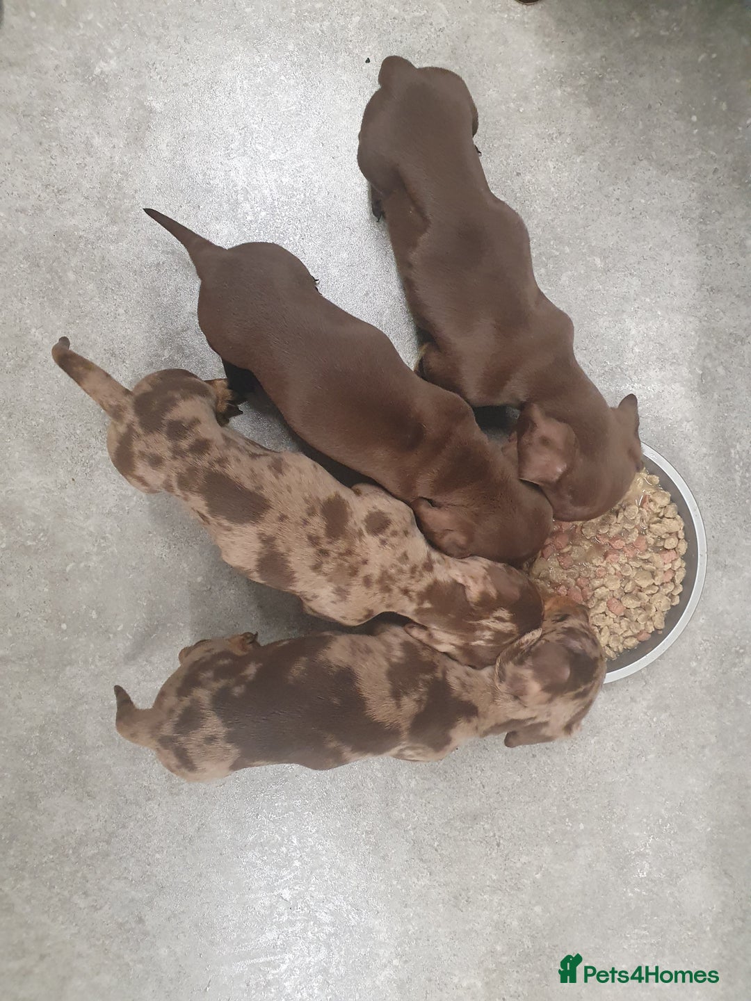 Miniature Dachshund dogs for sale: Miniature  dachshunds  - Advert 4