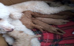 Poodle dogs for sale: miniature poodle puppies for sale - Advert 7