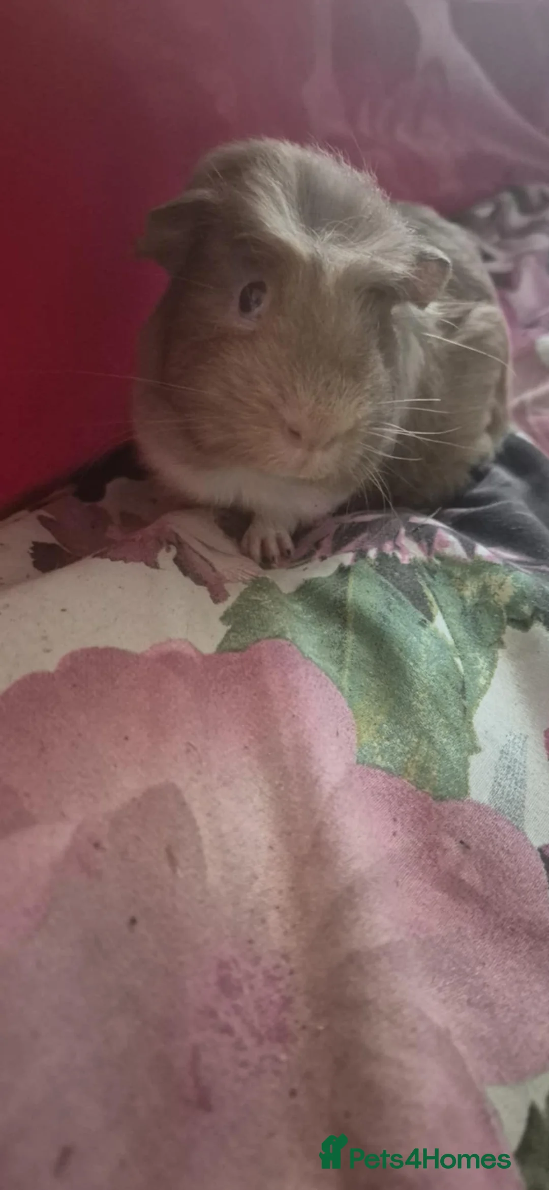 Guinea Pig rodents for sale: Flake and Kinder Bueno - Advert 2