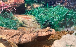 Bearded Dragon reptiles for sale: 5 baby bearded dragons for sale  - Image 5
