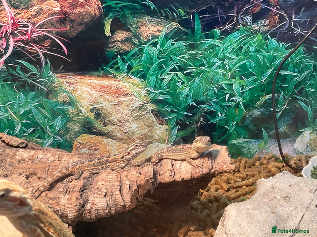 Bearded Dragon reptiles for sale: 5 baby bearded dragons for sale  - Image 5