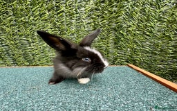 Mini Lion Lop rabbits for sale: Adorable Mini Lion Lops - Image 16