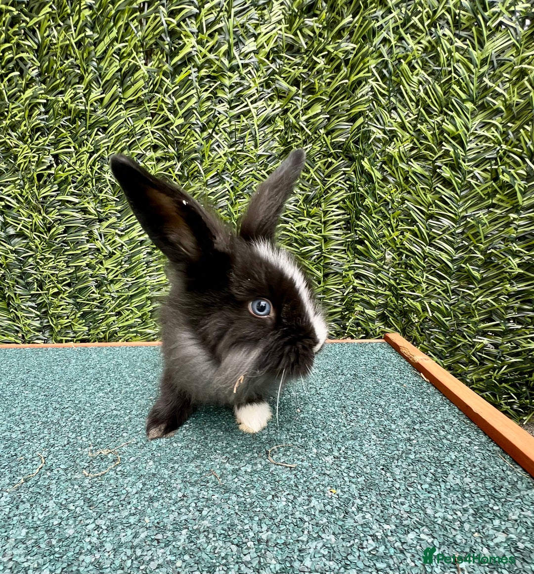 Mini Lion Lop rabbits for sale: Adorable Mini Lion Lops - Image 16