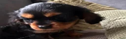 Cavalier King Charles Spaniel dogs for sale: ❤️ LAST PUP – Beautiful Cavalier Pups ❤️ - Advert 6