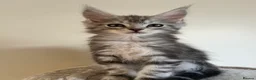 Maine Coon cats for sale: Maine coon kittens looking for new homes - Advert 12