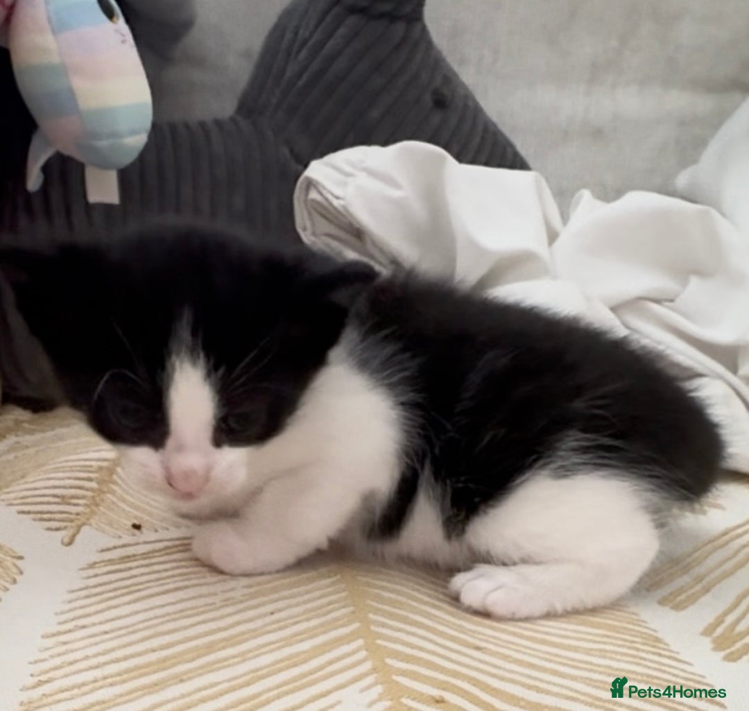 British Shorthair cats for sale: BSH mixed Russian Blue - Image 5