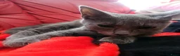 Mixed Breed cats for sale:  Fluffy Kittens ready for their forever homes - Advert 3