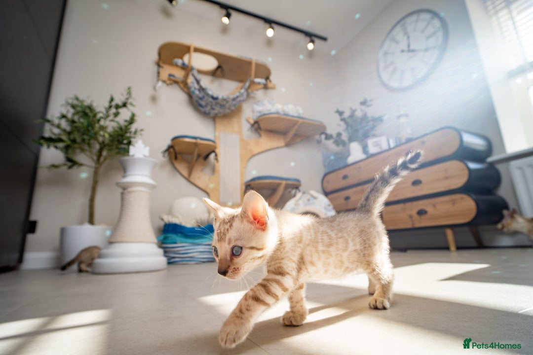 Bengal cats for sale: GOOBER-Snow Lynx Pure Bengal-TICA REG.-Playful boy - Advert 23